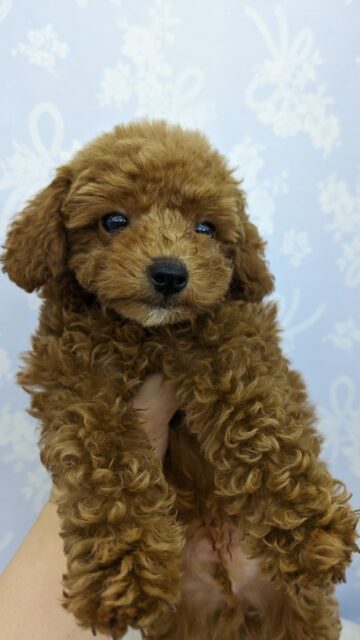 からあげカラーでGO☆トイプードル・男の子! トイプードル