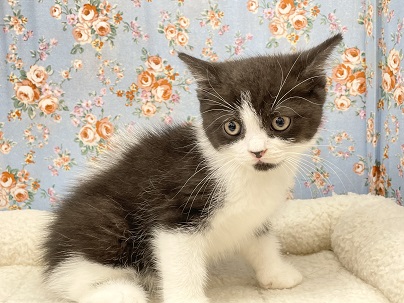 おにぎりボーイ登場☆ マンチカンの男のコ 2023.7/9撮影 マンチカン