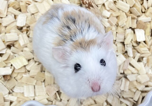 ロボロフスキーハムスター