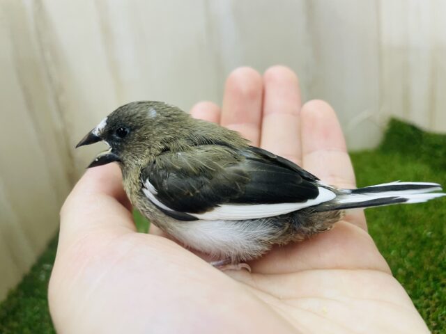 十姉妹（ジュウシマツ）