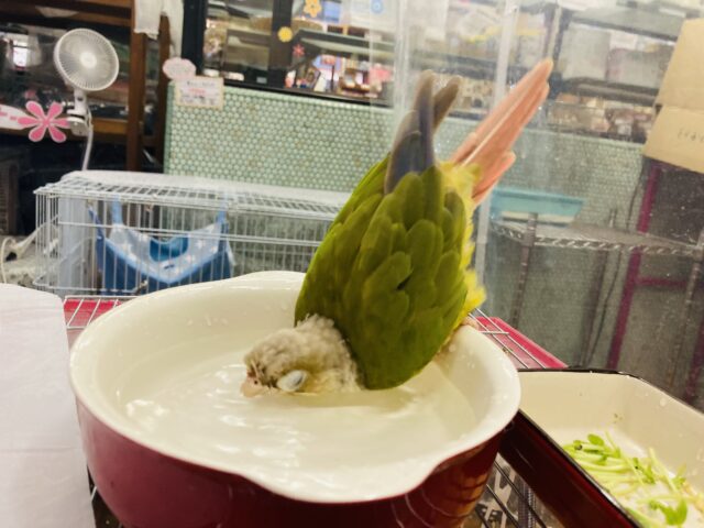 ホオミドリウロコインコ