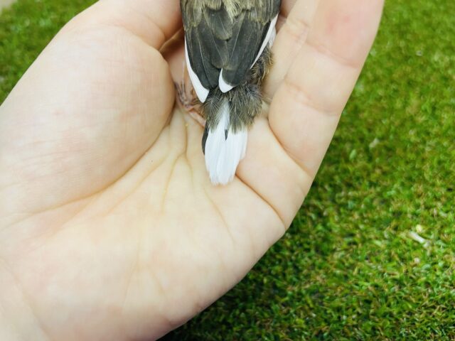 十姉妹（ジュウシマツ）