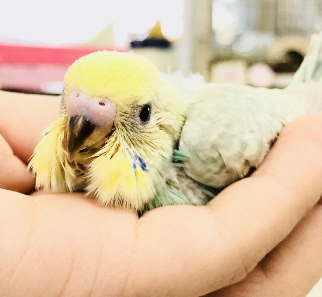 セキセイインコ