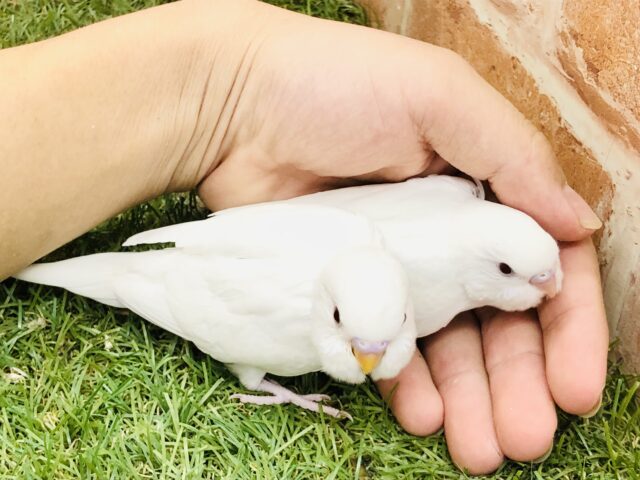 セキセイインコ