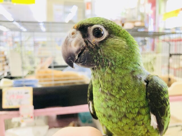 ズアカハネナガ