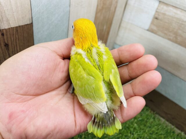 ヤマブキボタンインコ