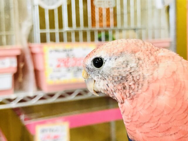 アキクサインコ（秋草インコ）