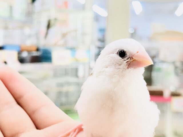 十姉妹（ジュウシマツ）