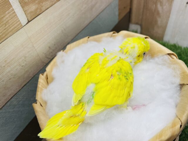 セキセイインコ