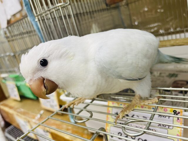 オキナインコ