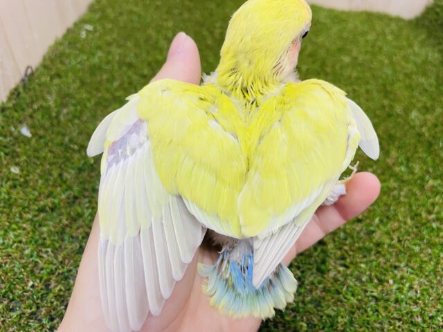 コザクラインコ（小桜インコ）