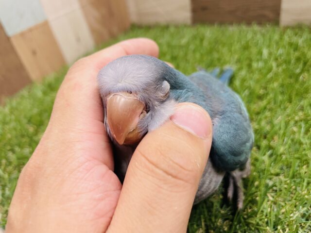 オキナインコ