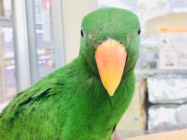 オオハナインコ