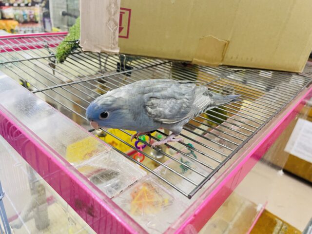 サザナミインコ