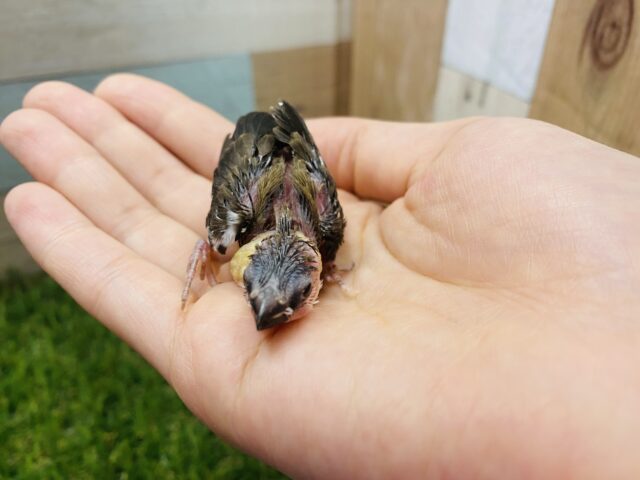 十姉妹（ジュウシマツ）