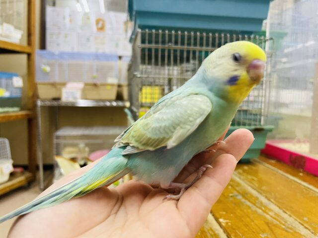 セキセイインコ