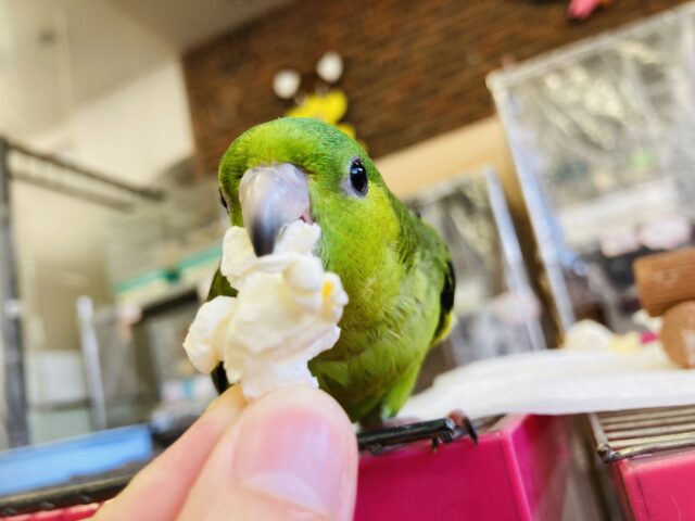 サザナミインコ