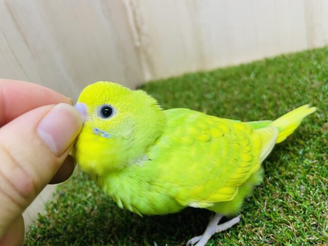 セキセイインコ