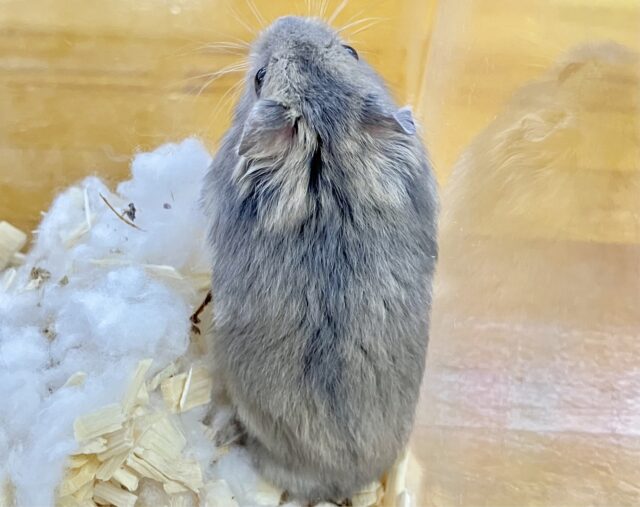 ジャンガリアン