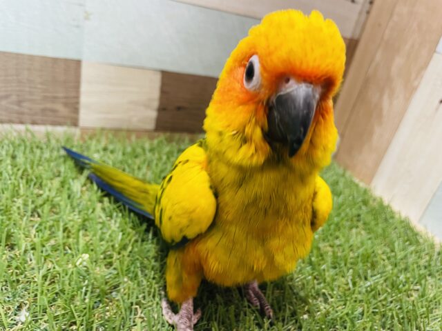 コガネメキシコインコ