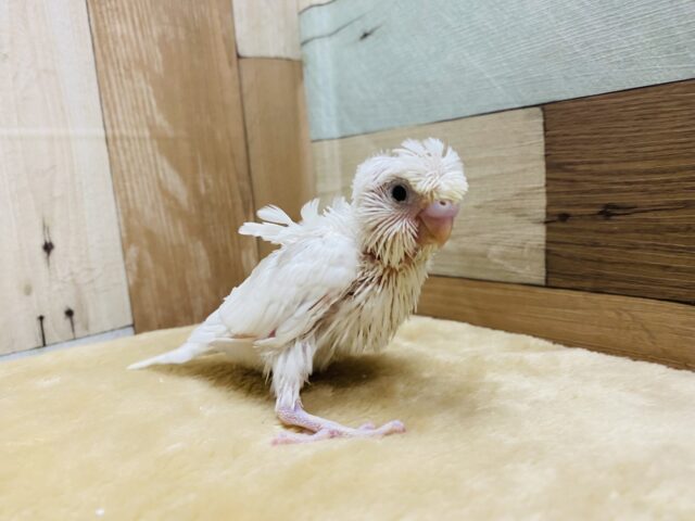 羽衣セキセイインコ