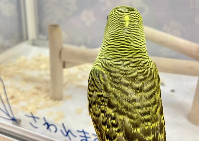 セキセイインコ