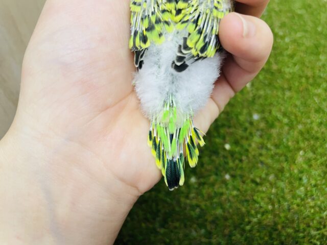 セキセイインコ