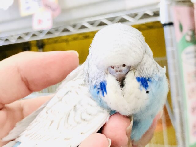 ジャンボセキセイインコ