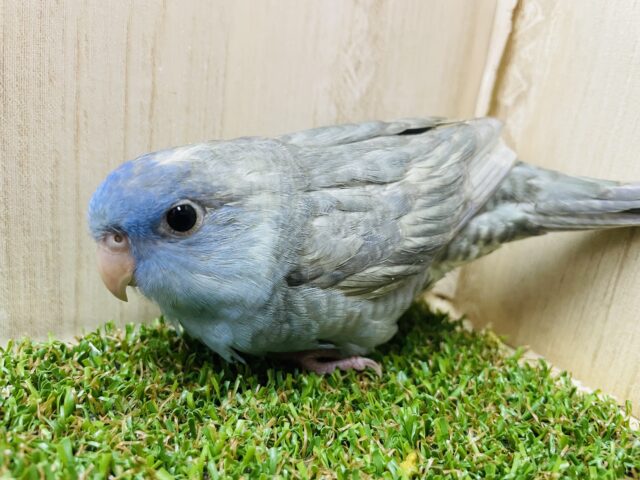 サザナミインコ