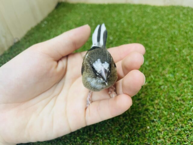 十姉妹（ジュウシマツ）