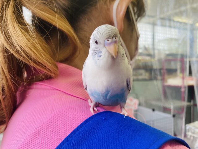 セキセイインコ