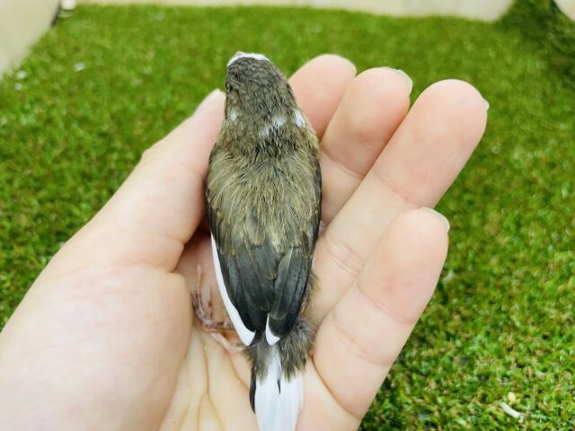 十姉妹（ジュウシマツ）