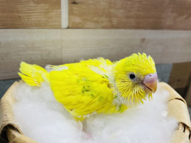 セキセイインコ