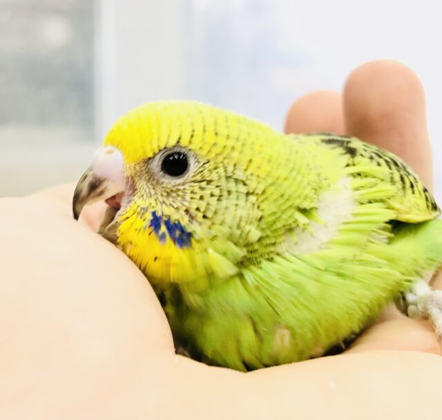 セキセイインコ