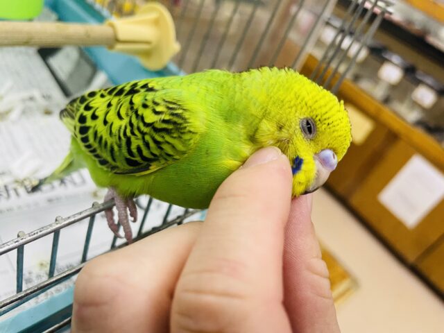 セキセイインコ
