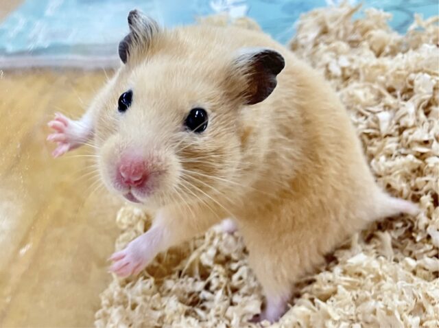 ゴールデンハムスター
