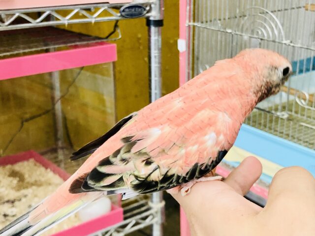 アキクサインコ（秋草インコ）