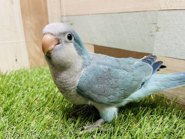 オキナインコ
