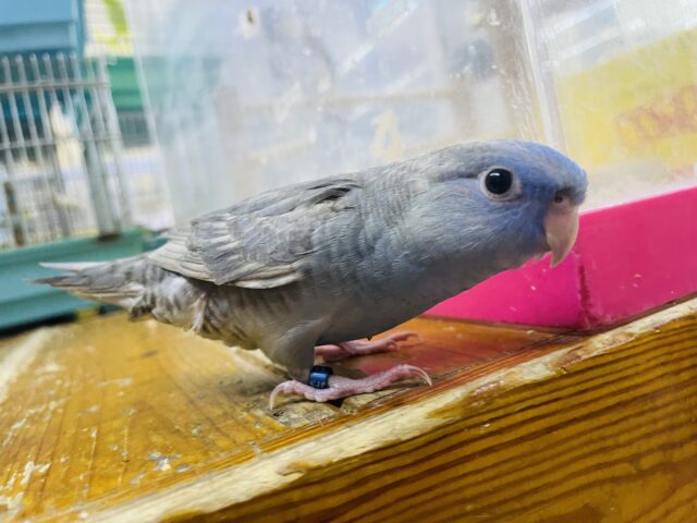 サザナミインコ