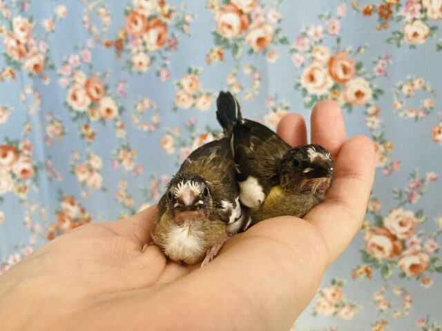 十姉妹（ジュウシマツ）