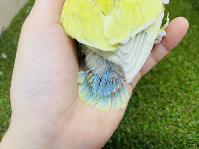 コザクラインコ（小桜インコ）