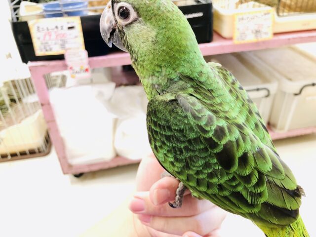 ズアカハネナガ