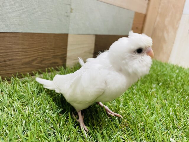 羽衣セキセイインコ