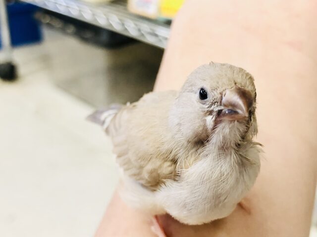 錦花鳥（キンカチョウ）