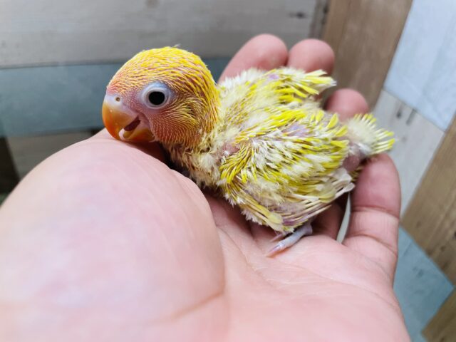 ヤマブキボタンインコ