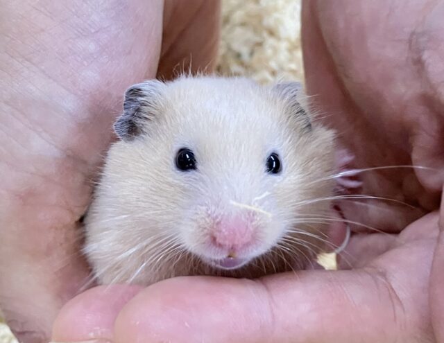 ゴールデンハムスター