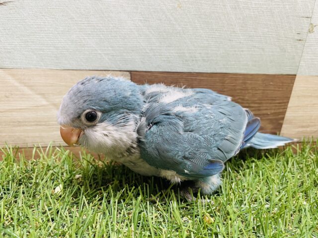 オキナインコ
