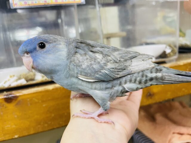 サザナミインコ