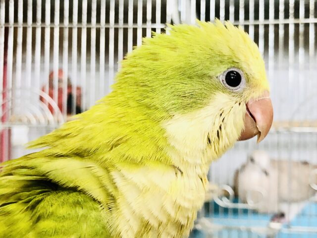 オキナインコ