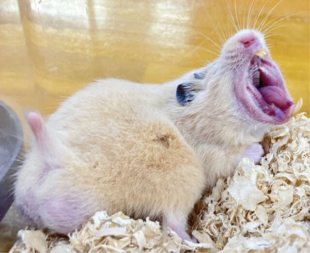 ゴールデンハムスター